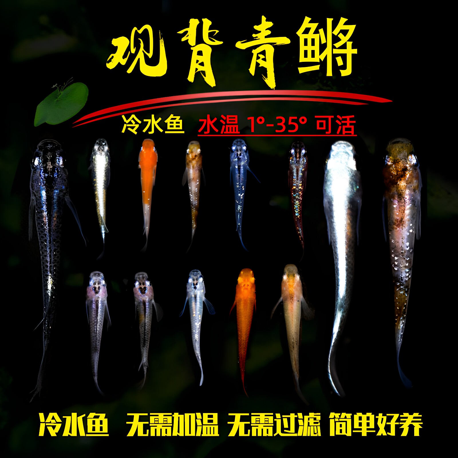 观背青鳉鱼小型冷水观赏鱼已繁殖古法养殖好养皮实不打氧不加温