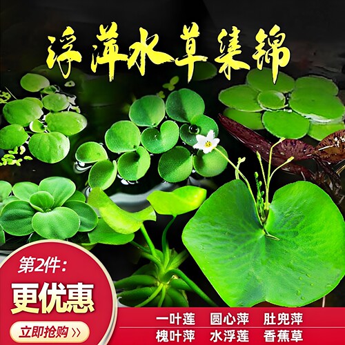 水草活体植物四季浮性no3微景观