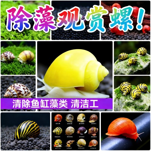 黄金观赏螺鱼缸除藻清粪便净水
