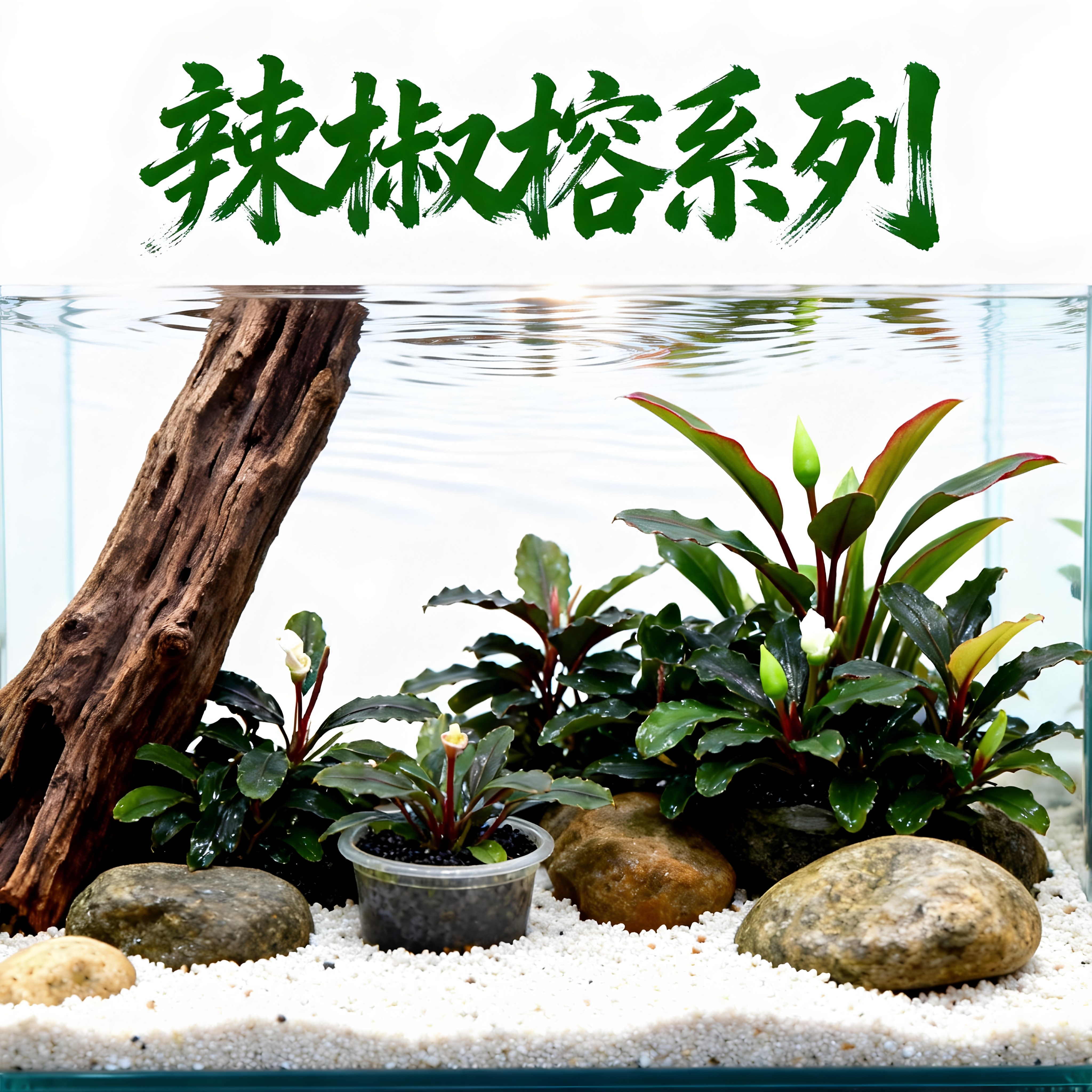 辣椒榕无菌杯定值阴性发色水草