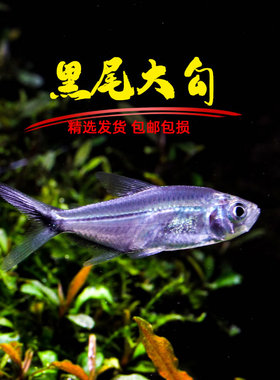 黑尾大勾热带观赏鱼小型淡水好养鱼活鱼苗草缸鱼灯科鱼群游宠物鱼