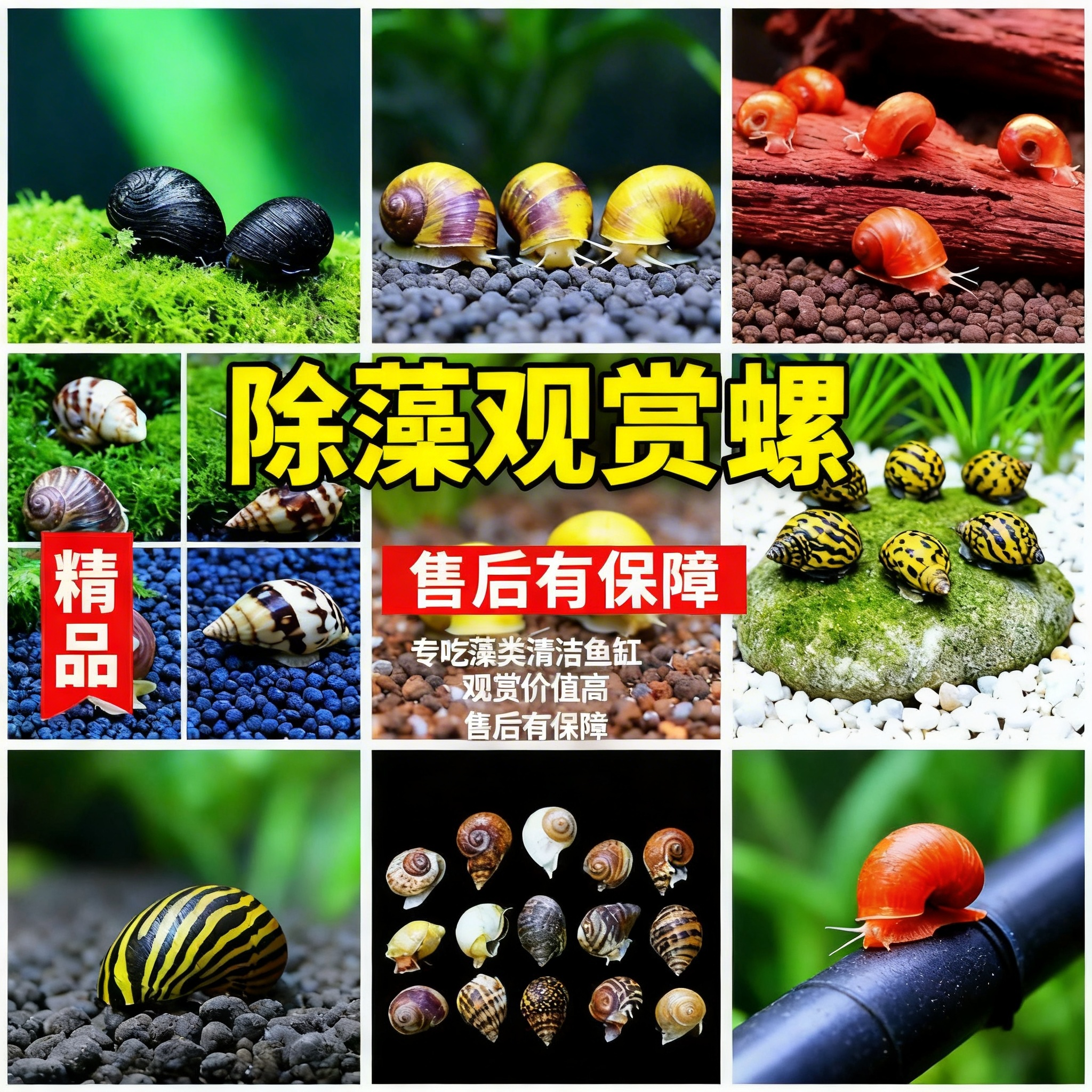 观赏螺淡水苹果螺鱼缸除藻工具吃藻清缸清理大号蜗牛小宠物黄金螺