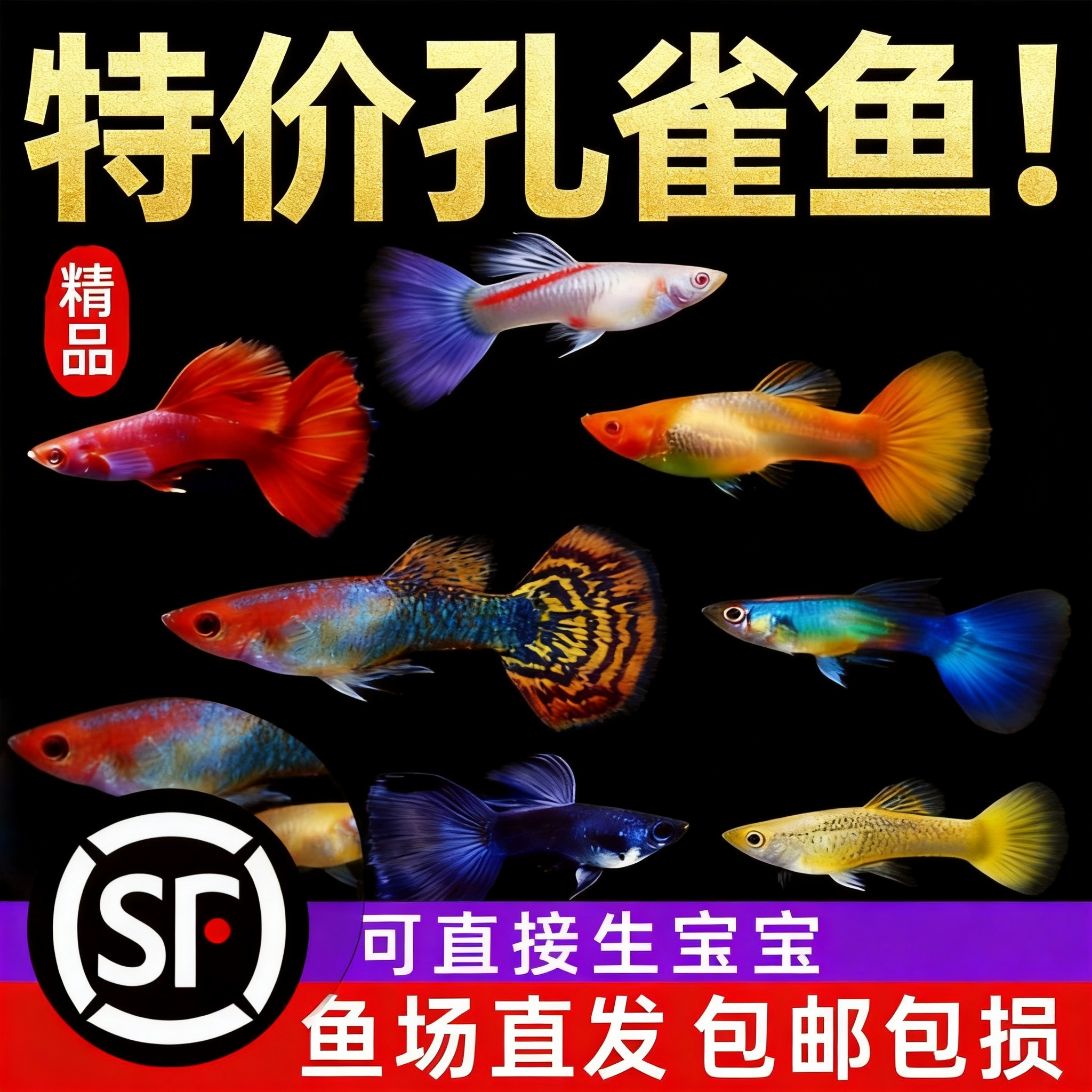 大型孔雀鱼观赏鱼热带小型鱼新手好养耐活鱼苗斑马鱼纯种凤尾活体