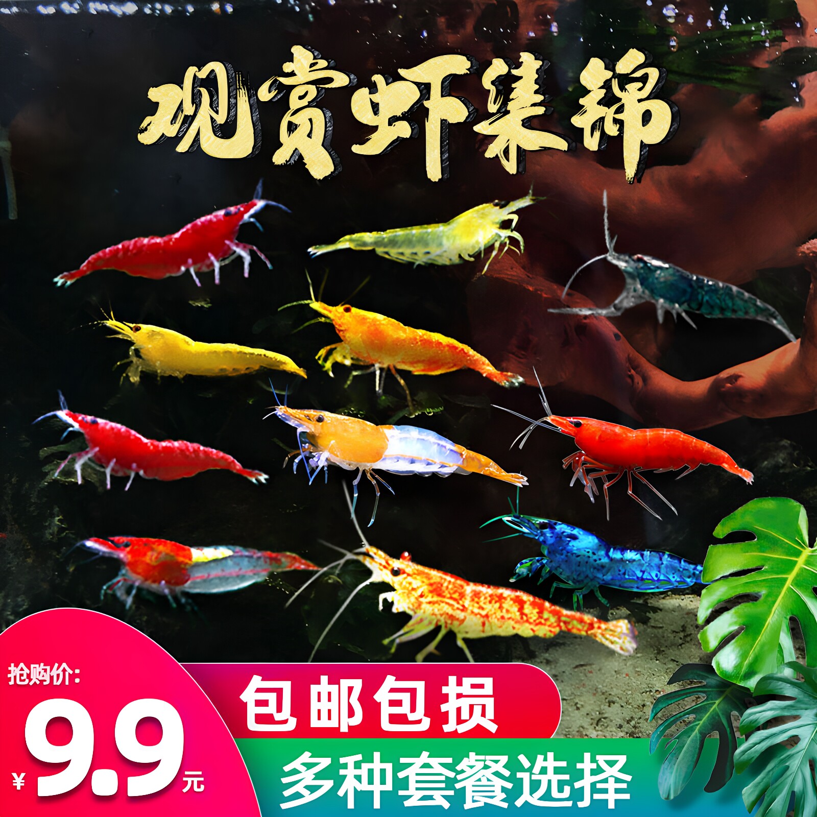 观赏活体水晶宠物樱花极火淡水大和黑壳草缸鲜活除藻工具米虾苗螺