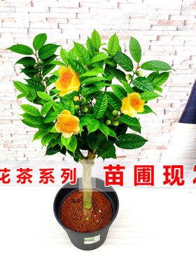 金花茶黄遵防城凹脉名贵金茶花品种原生苗室内绿植花开金黄色热销