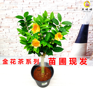 金花茶黄遵防城凹脉名贵金茶花品种原生苗室内绿植花开金黄色热销