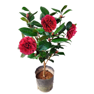 红叶贝拉茶花纯色黑贝拉大花型室内盆栽花卉阳台绿植办公室精选苗