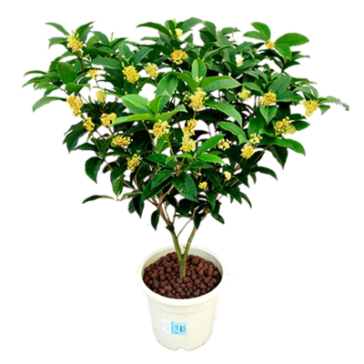 四季桂花超长盆栽庭院绿植