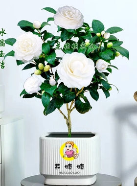 东方亮白色茶花盆栽树苗水晶白花卉四季好养易活庭院大型绿植热卖