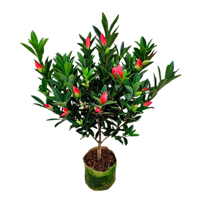 花姥姥基地直销花期超长