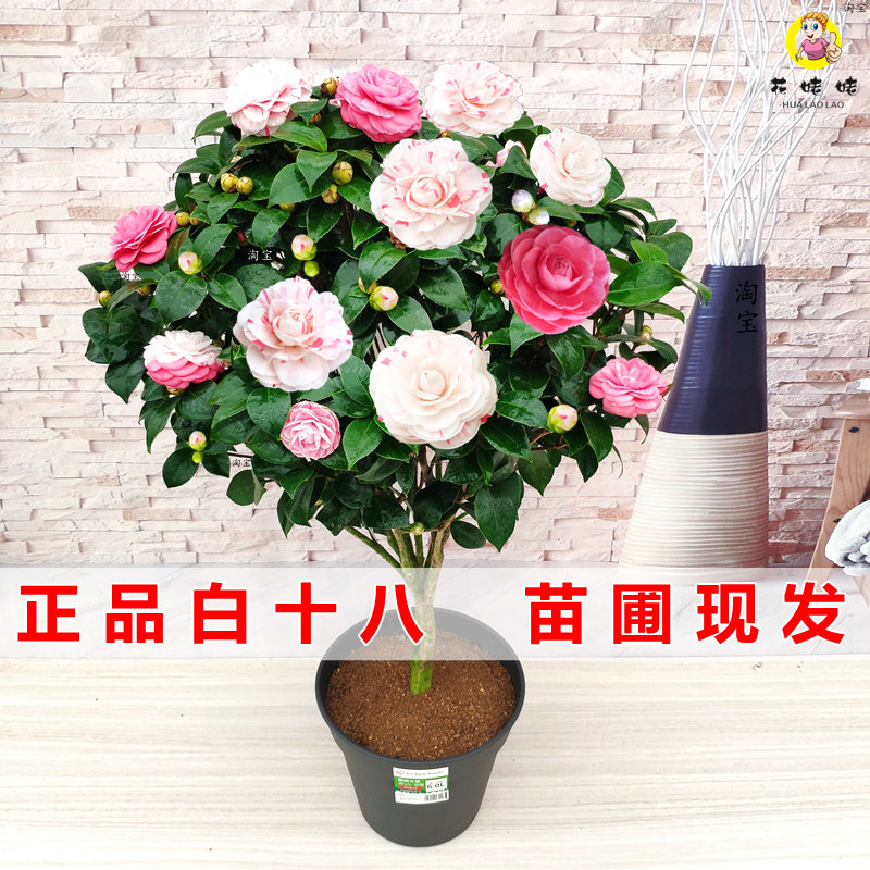 白底十八学士茶花正宗福建经典名贵品种室内盆栽阳台花卉庭院大棵