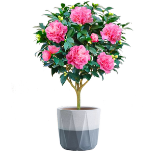 带香味香妃茶花盆栽大花克瑞墨大牡丹清香型大花阳台室内庭院热卖