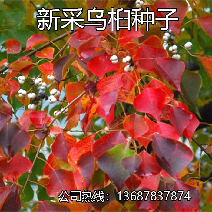 新采乌桕种子乌桕树苗种籽子山乌桕腊子树桕子木子树林木种子