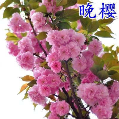 日本樱花树苗庭院大型小