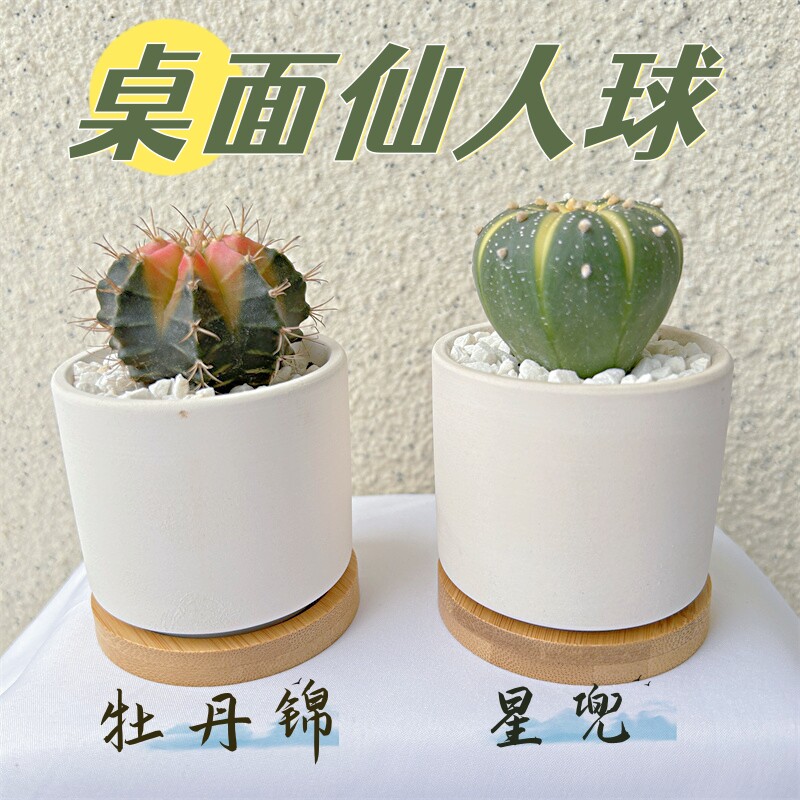 桌面非常容易美观仙人球仙人球