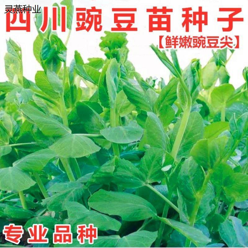 特大粗杆豌豆尖专无须豌豆苗种子吃尖尖芽苗菜农家四季菜种子