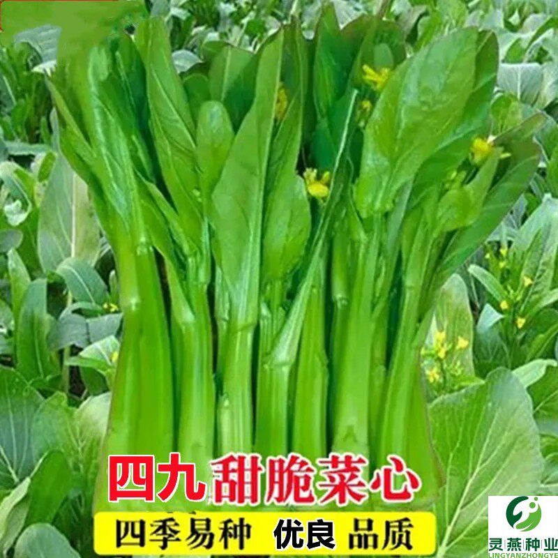 四九甜菜心种子抗热耐湿青菜种籽春秋广东农家庭院田园蔬菜种子孑