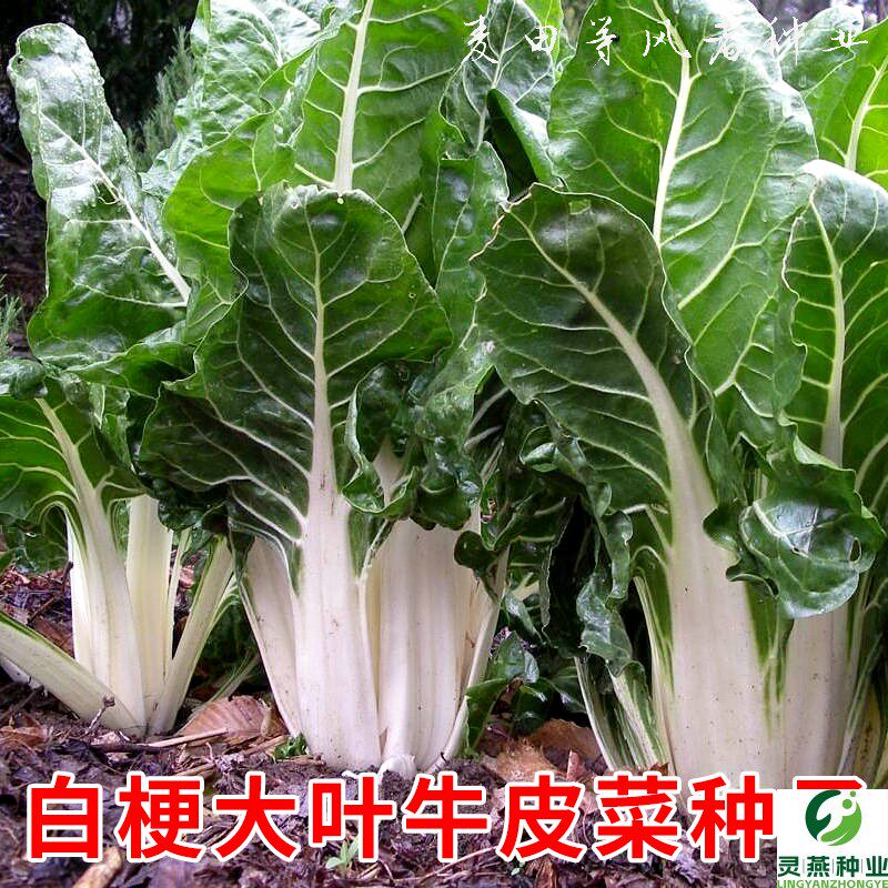 白梗大叶牛皮菜种子根达菜厚皮菜莙荙菜种籽春秋青菜农家蔬菜孑