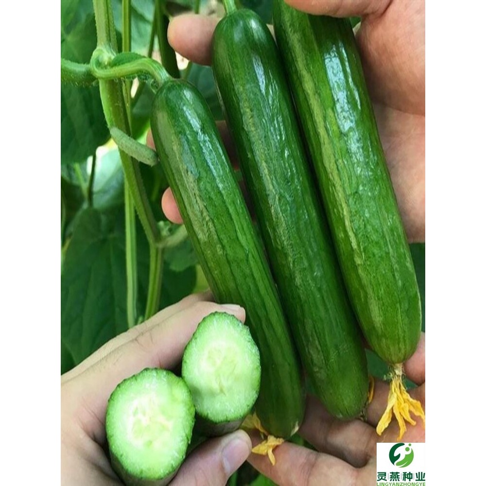 无刺水果黄瓜种子四季高产荷兰全雌碧玉黄瓜阳台小黄瓜蔬菜种子