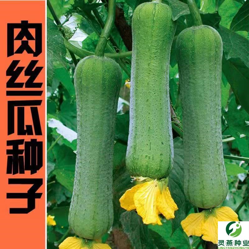 肉丝瓜种子高产早熟瓜种子四季香丝瓜当季阳台易活清香瓜果蔬菜籽