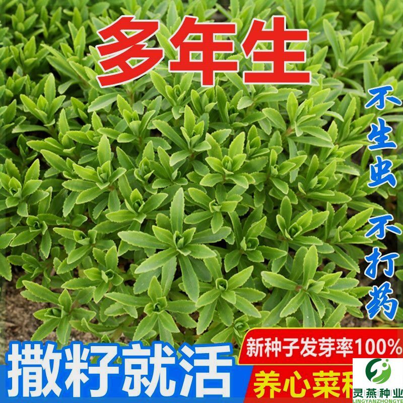 高钙养心菜种子一年四季种救心菜籽种田七盆栽庭院三七补血菜种子