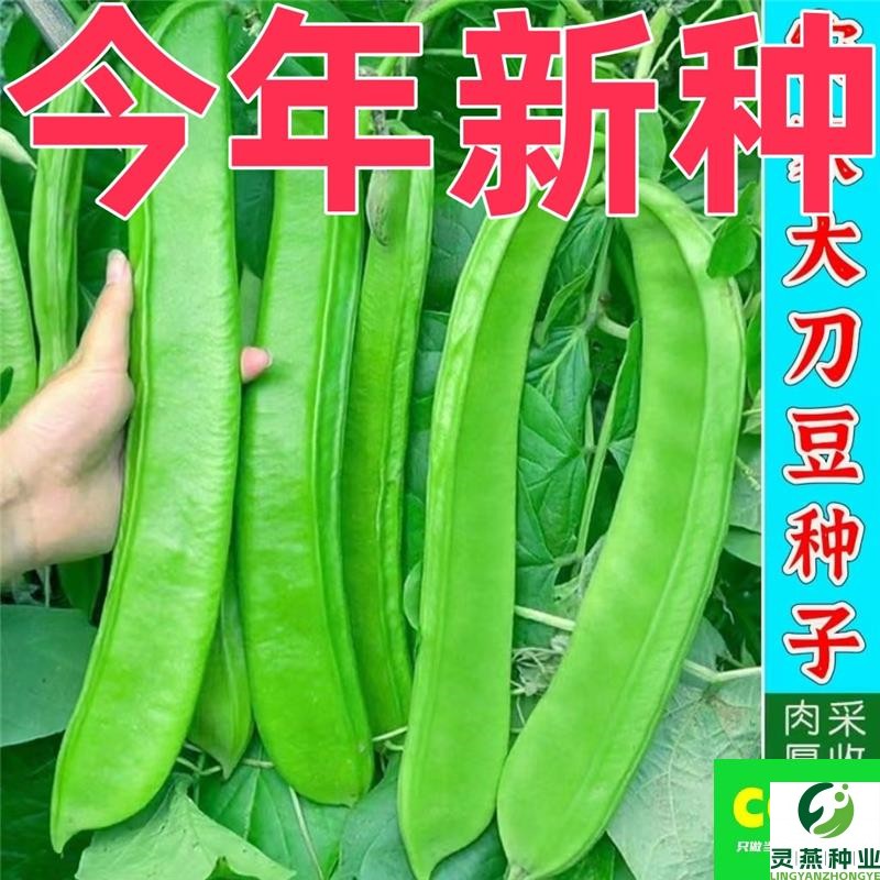 【正品保障】大刀豆种子大红刀豆巨型巴西豆米豆种子新品刀豆种子