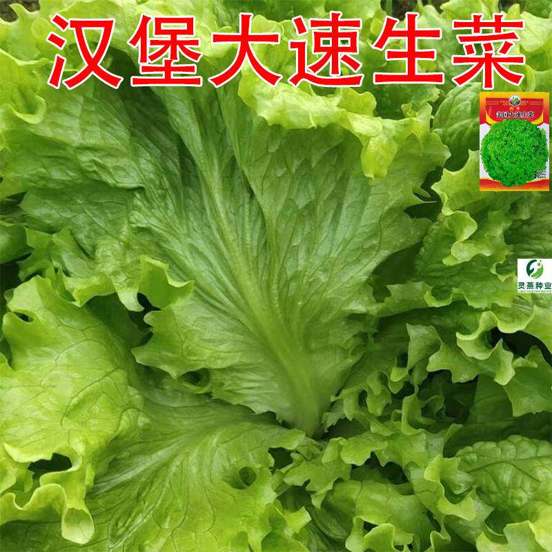 美国大速生菜种子甜脆可生菜汉堡沙拉甜脆生菜种子地栽耐寒抗冻