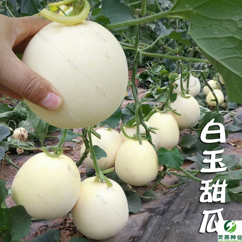 正品超甜脆白甜瓜种子春季秋季庭院地栽白沙密甜掉牙甜瓜香瓜种籽