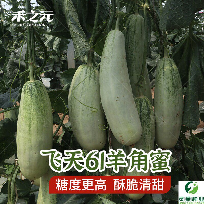 飞天61羊角蜜瓜酥甜瓜种子种籽苗蔬菜孑秧脆高产四季香瓜春季瓜苗
