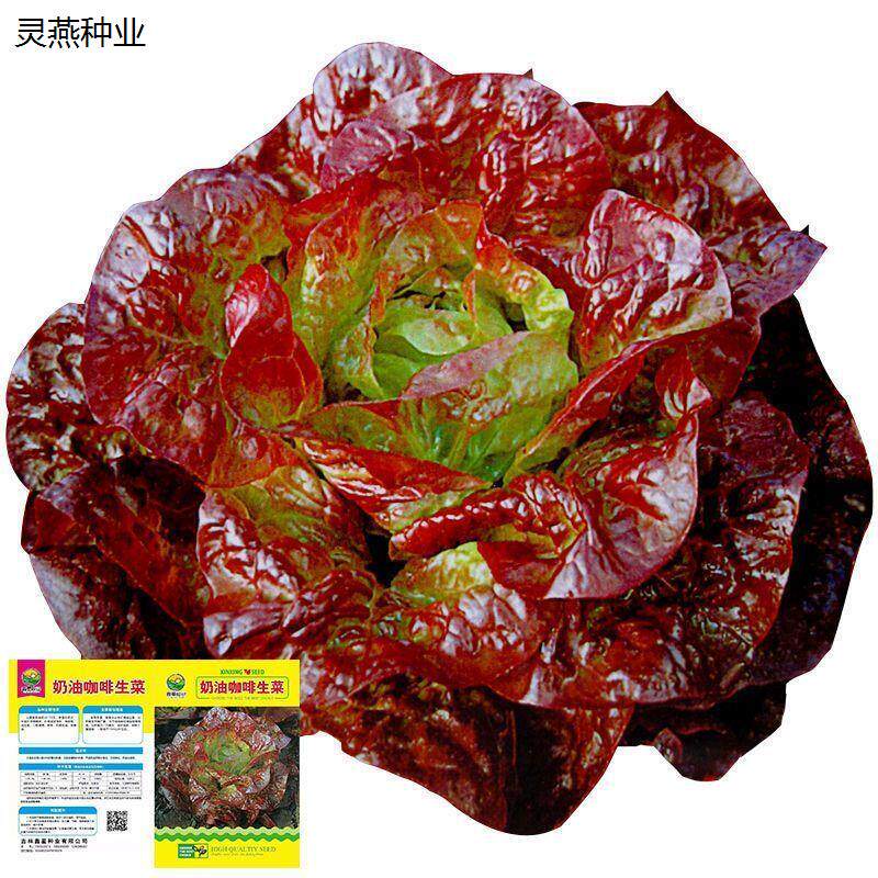 四季生菜盆栽可播进口澳洲种子种植生菜阳台球生菜种子奶油种子易