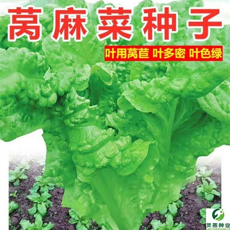 莴麻菜种子叶用莴苣麻菜莴鸡菜香香菜种子四川夏秋季蔬菜种子生菜