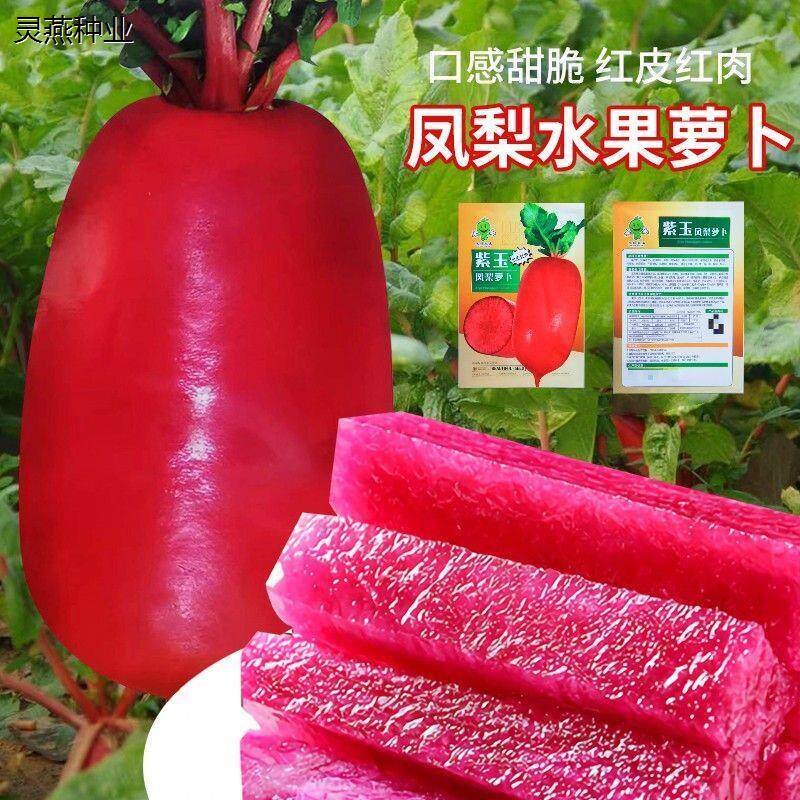 凤梨水果萝卜种子沙窝甜脆型萝卜种籽子红心红皮四季春秋蔬菜种子