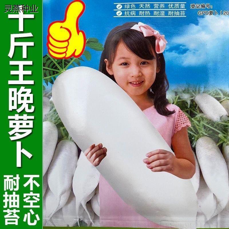 原装十斤大棒特大白萝卜种子秋播种不空心四季高产春不老白萝卜籽