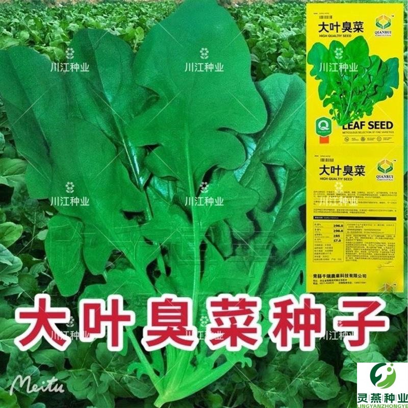 大叶臭菜种子东北芝麻菜籽臭菜籽春秋季阳台菜园盆栽野菜蔬菜新种