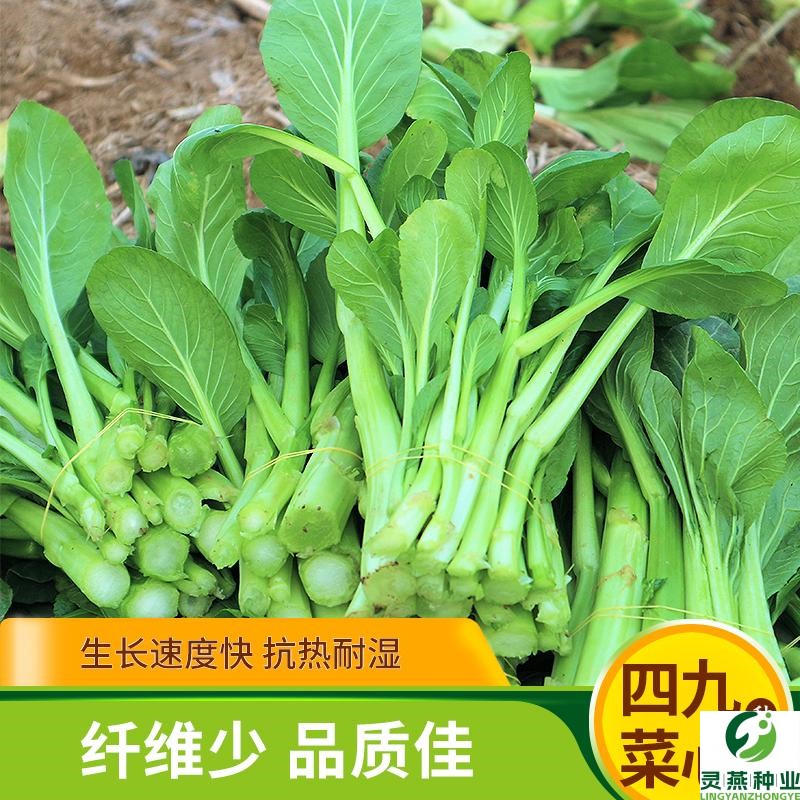 四季菜心种子油青菜苔广东甜菜芯春夏四季阳台盆栽耐热青菜蔬菜孑
