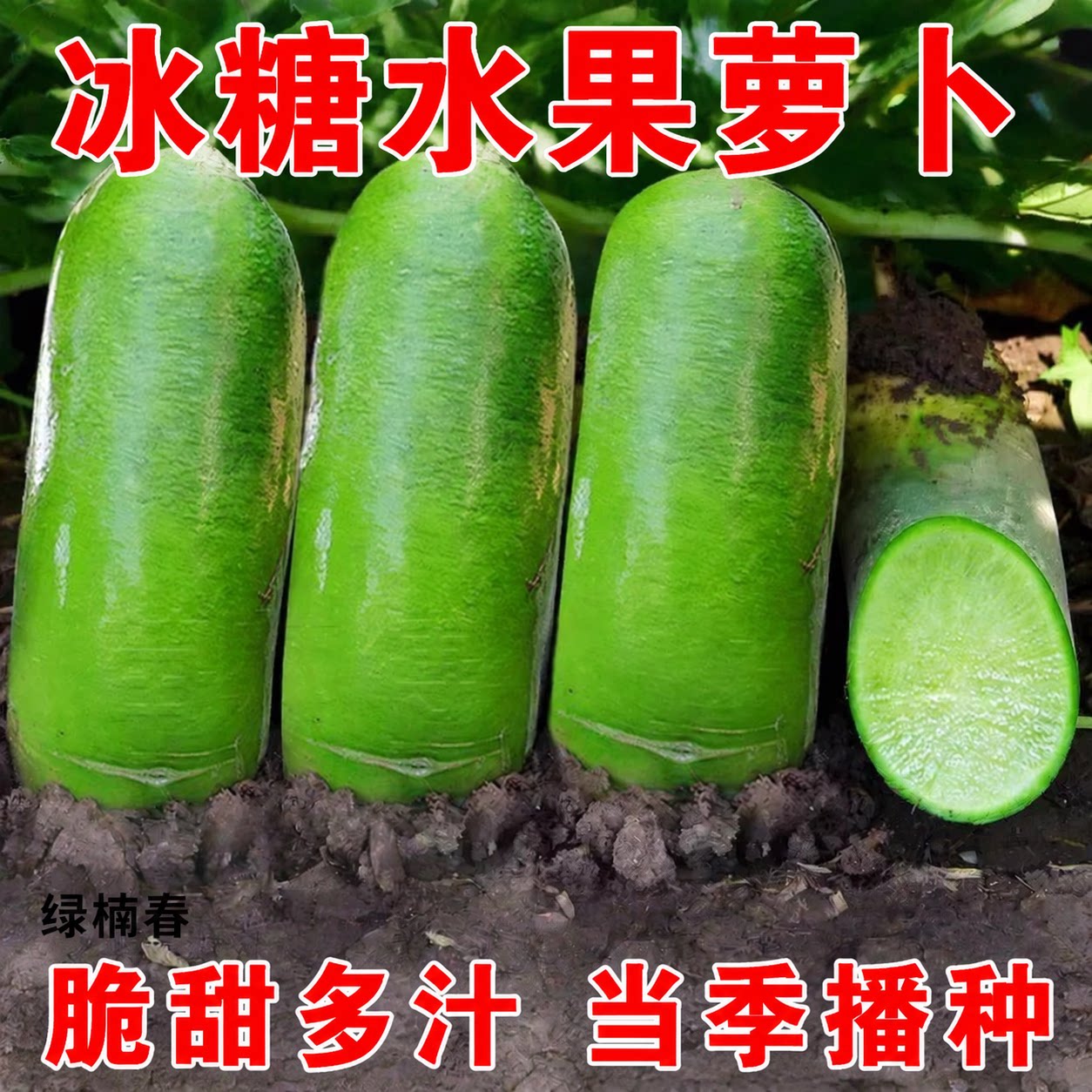 冰糖水果萝卜种子生吃脆甜农家