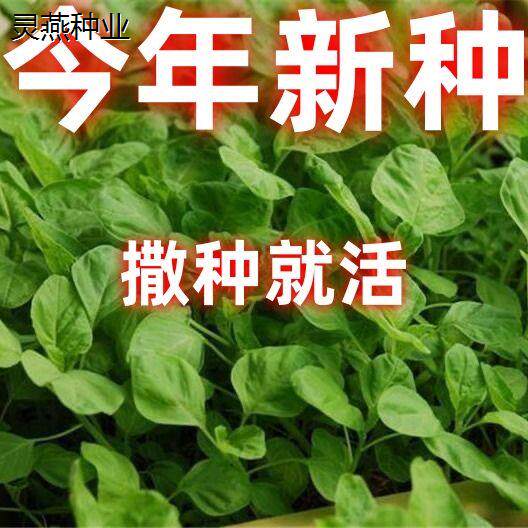 圆叶青苋菜盆栽阳台易发芽绿健康鲜嫰蔬菜种子新手高产易种