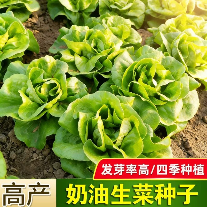 奶油生菜种子种籽四季耐热耐抽苔
