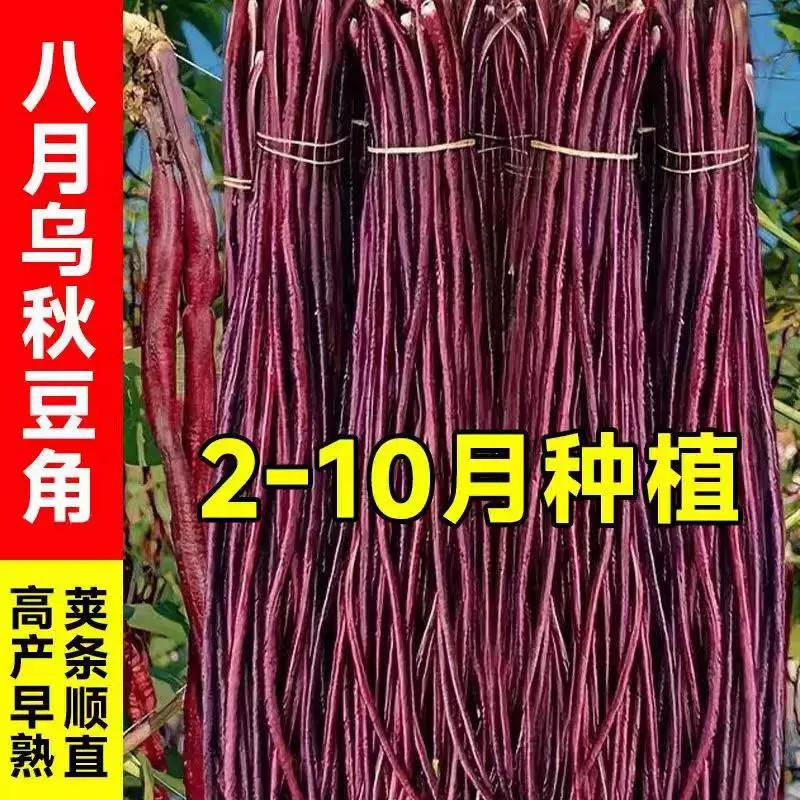 八月乌秋豆角种子耐热耐寒高产