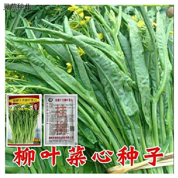 柳叶菜心种子桂林菜花种子广西特色蔬菜种子卷叶菜心种子四季蔬菜