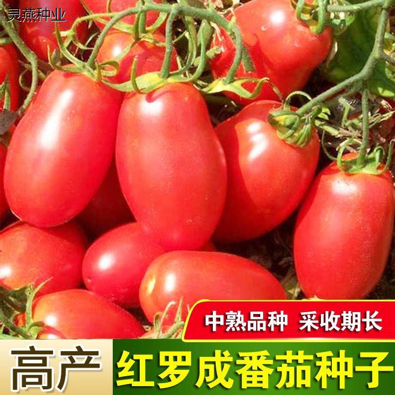 红罗成番茄种子罗马大圣女果西红柿水果蔬菜种籽孑阳台可盆栽庭院