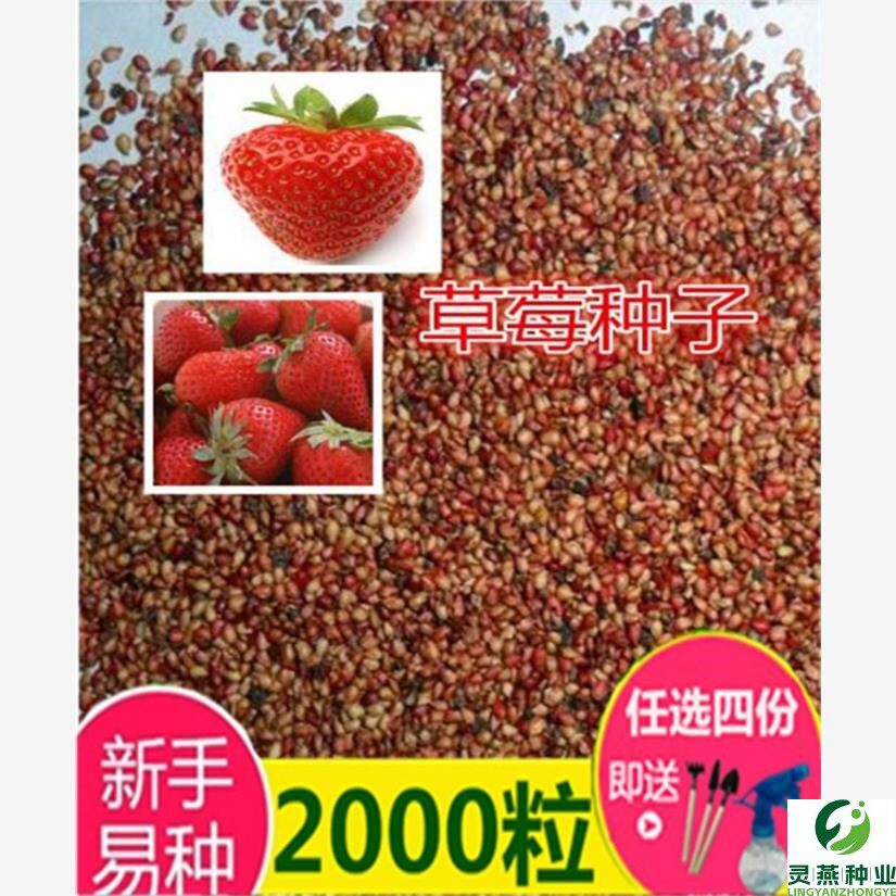 草莓种子四季播种奶油草莓室内阳台盆栽家庭阳台蔬菜花卉水果家庭
