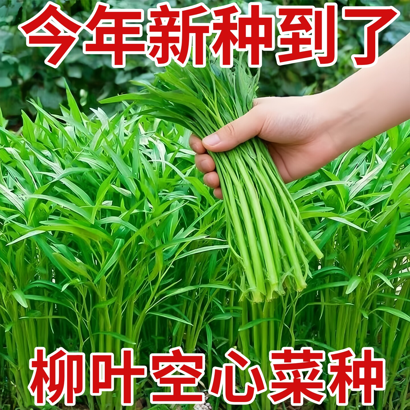 柳叶空心菜种子四季播阳台盆栽