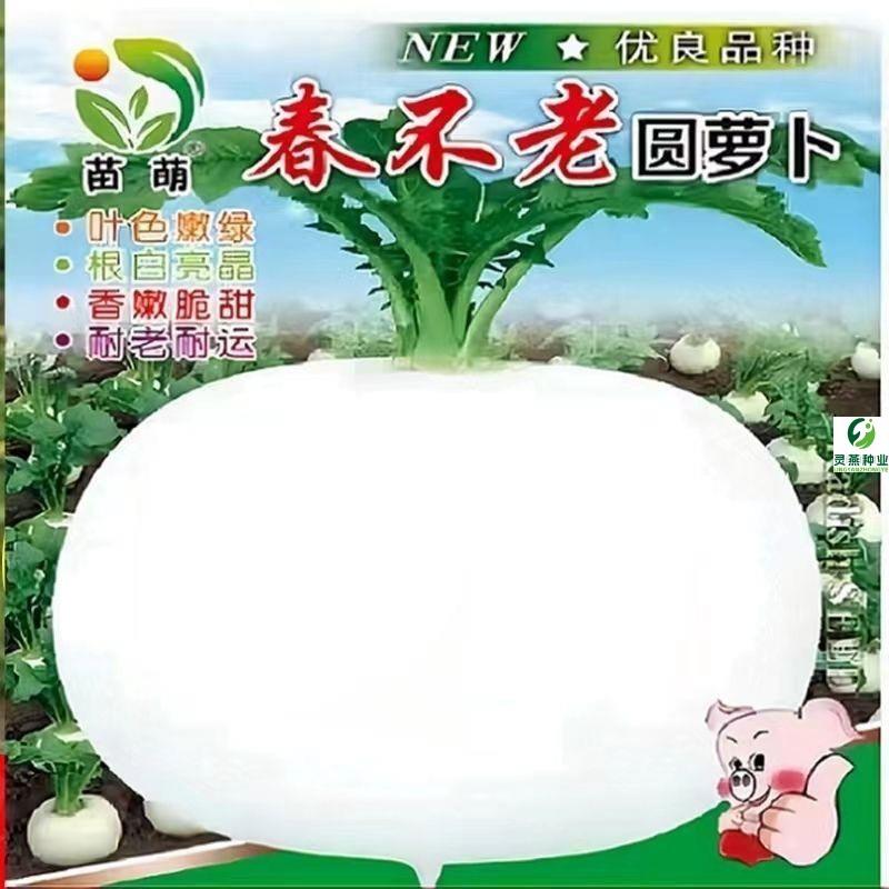 春不老萝卜种子大圆白萝卜秋季高产抗病超甜水果萝卜蔬菜种子孑