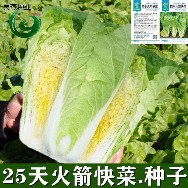 火箭快菜种子四季速生小白菜25天采收阳台种菜盆栽春秋蔬菜易发芽