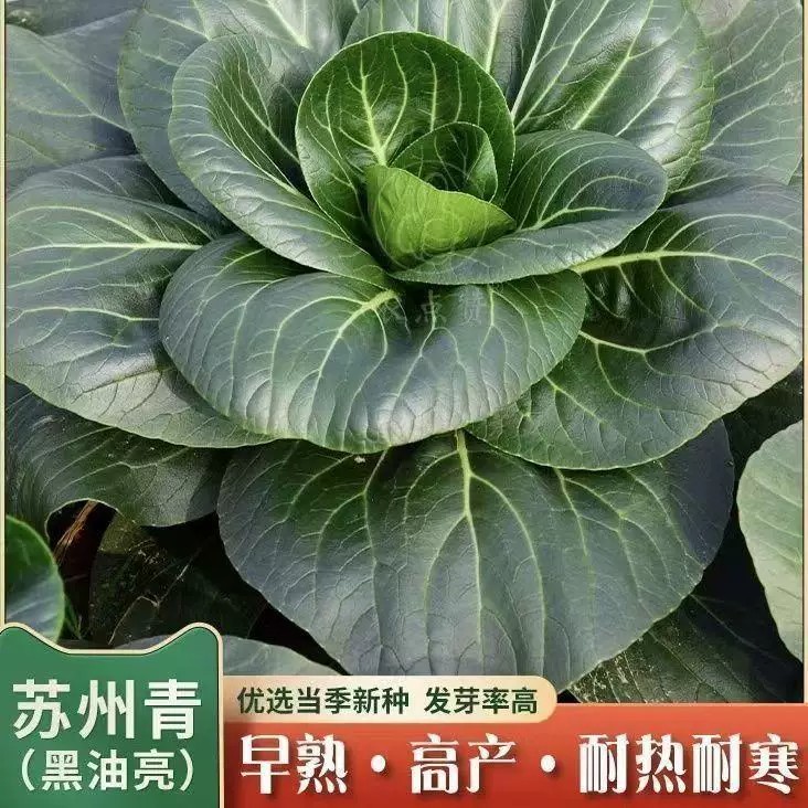 黑大头苏州青种子大全耐寒耐热