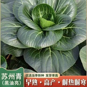 黑大头苏州青种子大全耐寒耐热