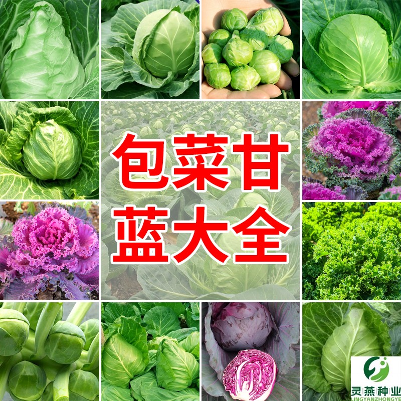 包菜甘蓝种子大全牛心水果甘蓝卷心菜抱子甘蓝紫甘蓝种籽农家蔬菜