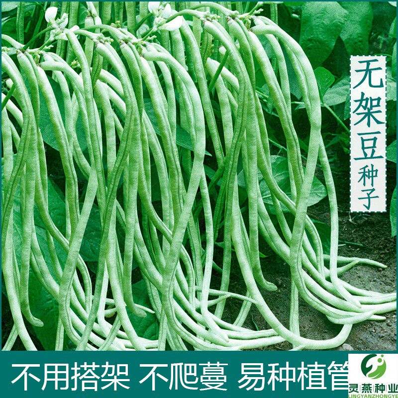 无架豆种子豆角不搭架四季豆种籽阳台豆种长豇豆蔬菜孑原厂彩包