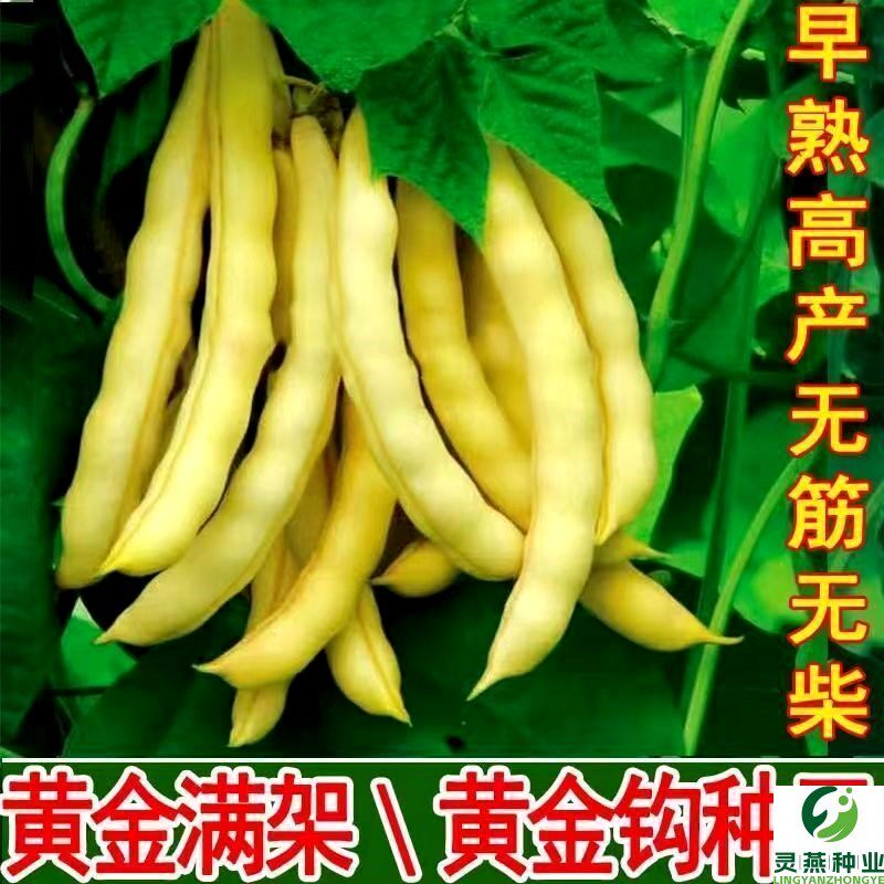 黄金钩架豆种子黄金勾东北油豆角籽无筋无柴黄色早熟高产蔬菜种子
